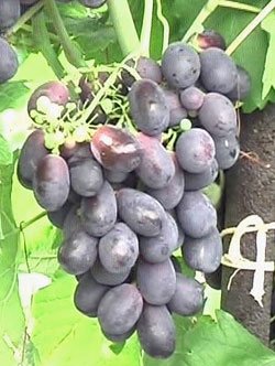 Сорт винограда Ришелье