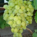 Сорт винограда Русбол