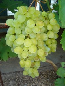 Виноград Русбол. Сорт винограда Русбол. | vinograd.cc