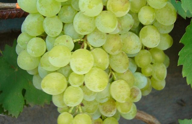 Сорт винограда Русбол