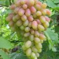 Сорт винограда Юбилей Новочеркасска