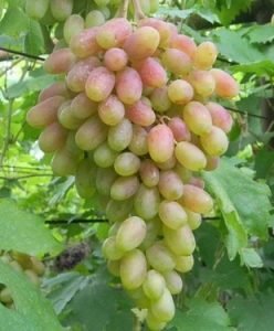Юбилей кострикина виноград фото
