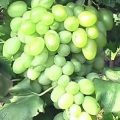 Виноград Деметра