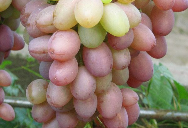 Сорт винограда Денал