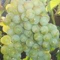 Сорт вингограда Дружба