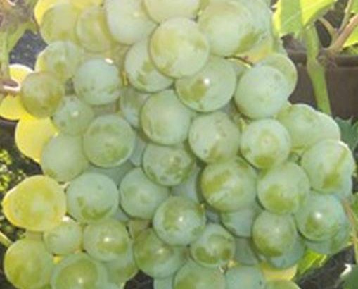 Сорт вингограда Дружба