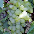Виноград Гарольд