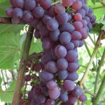 Виноград Юбилей Новочеркасска. Сорт винограда Юбилей Новочеркасска ...