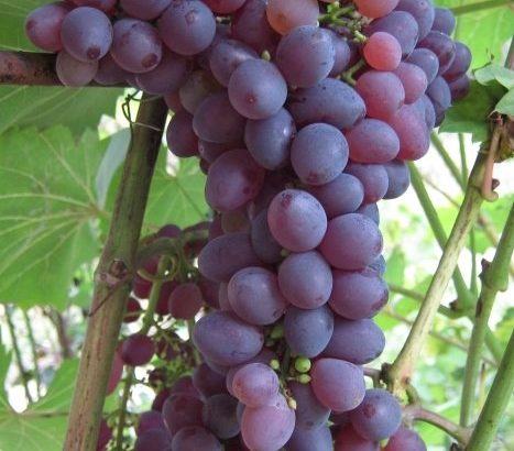 Сорт винограда Кишмиш Запорожский