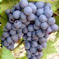 Виноград Муромец