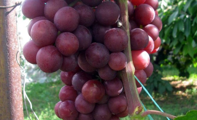 Сорт винограда Нина