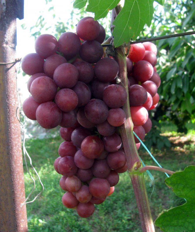 Сорт винограда Нина
