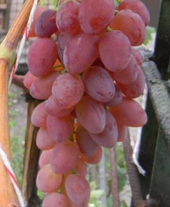 Сорт винограда Кинг Руби