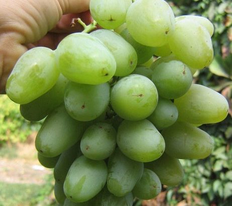 Виноград Монарх