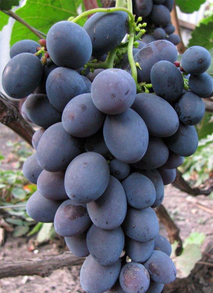 Сорт винограда Гала