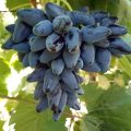 Виноград Викинг