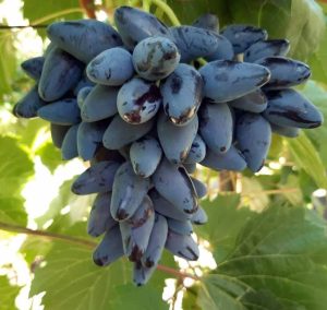 Виноград Викинг