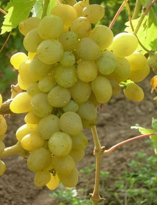 Виноград Первозванный