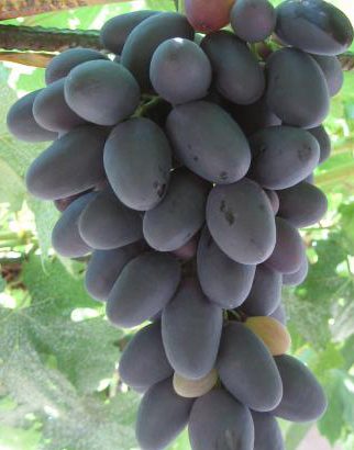 Виноград Велика