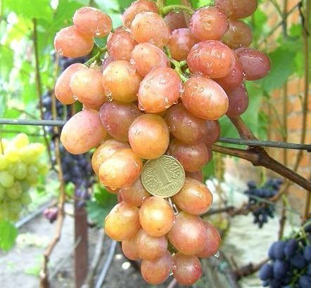 Виноград Хамелеон