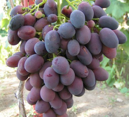 Виноград Калиста