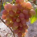 Виноград Ксения