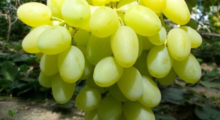 Виноград Ландыш