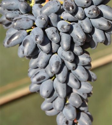 Виноград Одесский сувенир