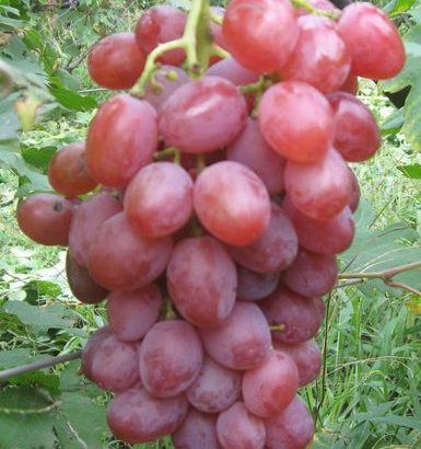 Виноград Симпатия