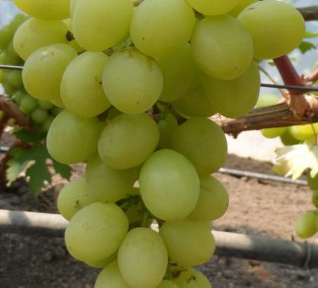 Виноград Валек