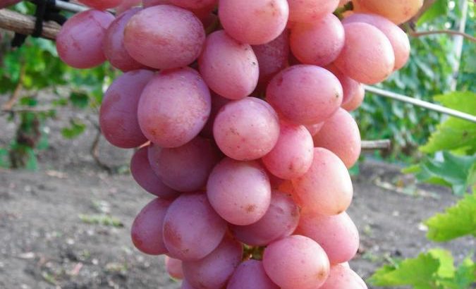 Виноград Гурман ранний