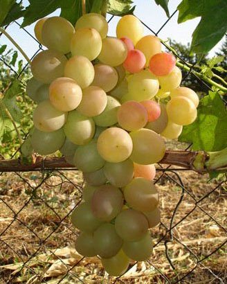 Виноград Лия