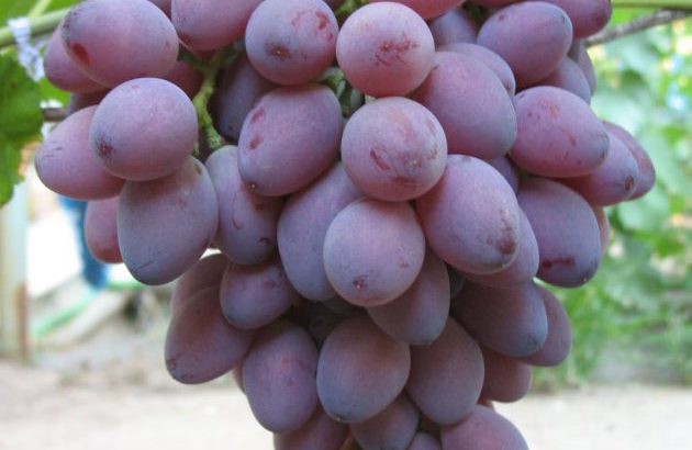 Виноград Ася