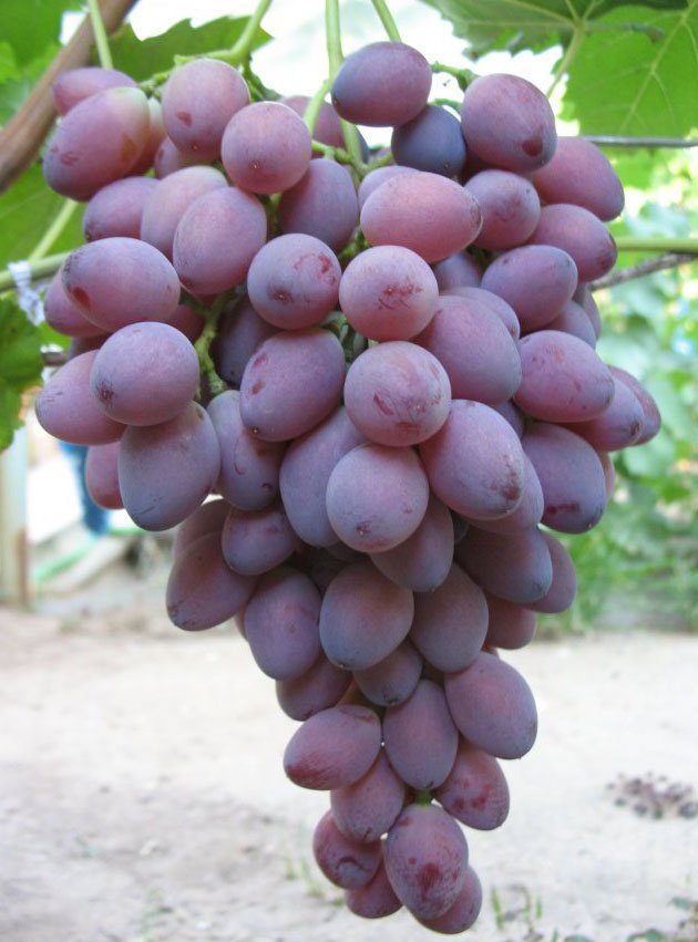 Сорт винограда Ася