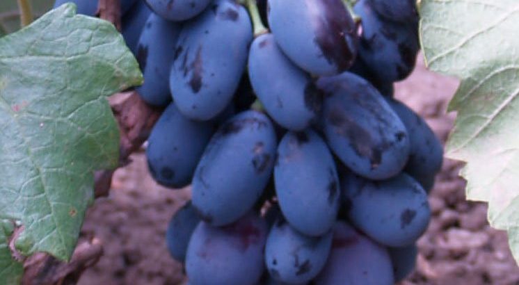 Виноград Блек Гранд