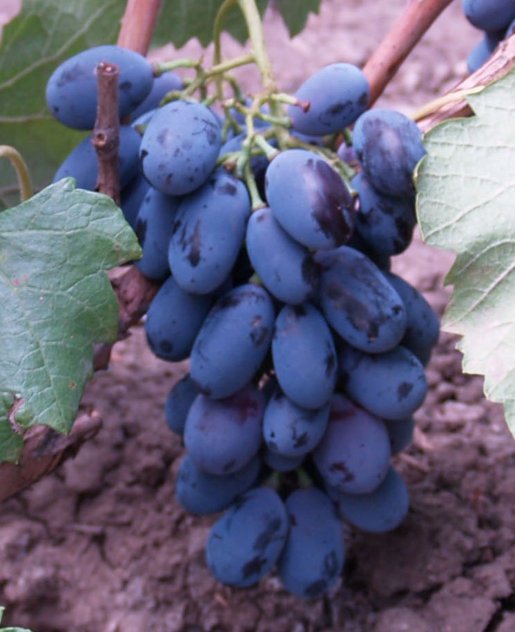 Сорт винограда Блек Гранд