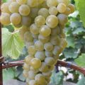 Виноград Цитронный Магарача