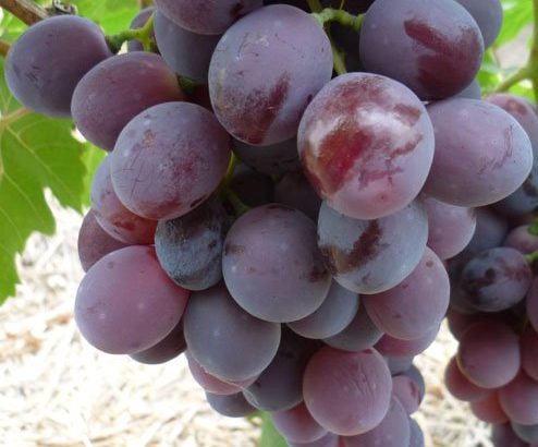 Виноград Нинель
