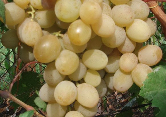 Виноград Розовая дымка