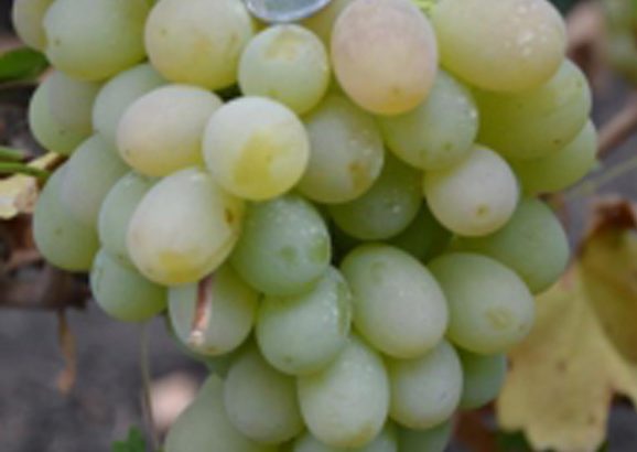 Виноград Ванюша