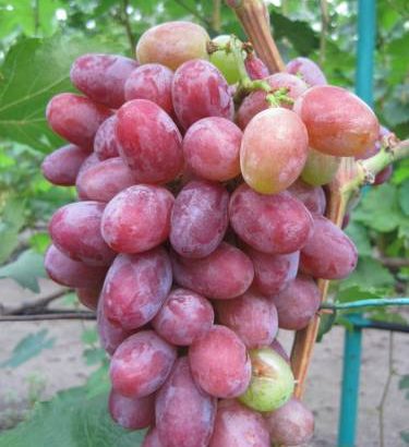 Виноград Граф Монте-Кристо