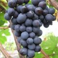 Виноград Агат Донской
