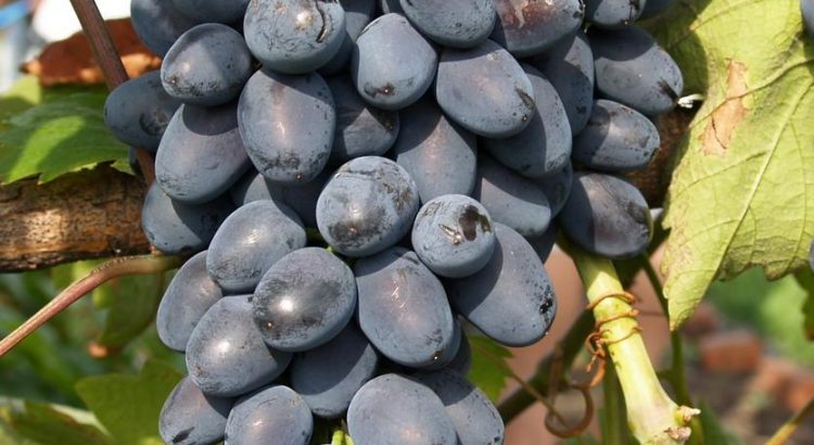 Виноград Чарли