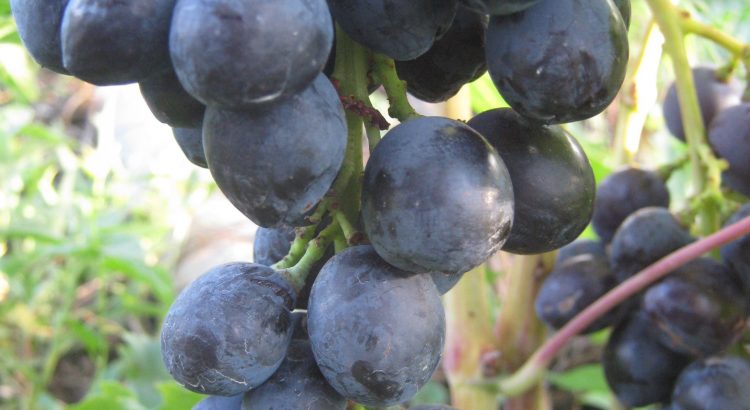 Виноград Черная вишня