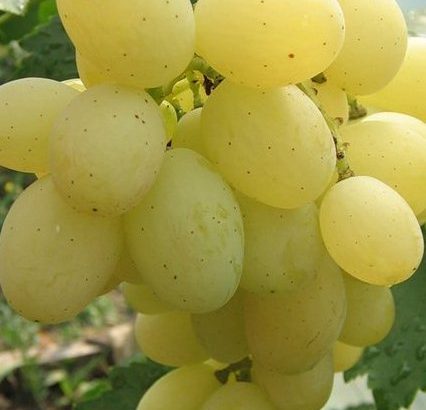 Виноград Ланселот