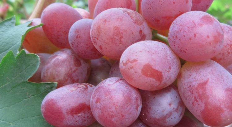 Виноград Модерн