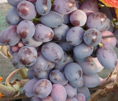 Виноград Орион