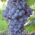 Виноград Богун