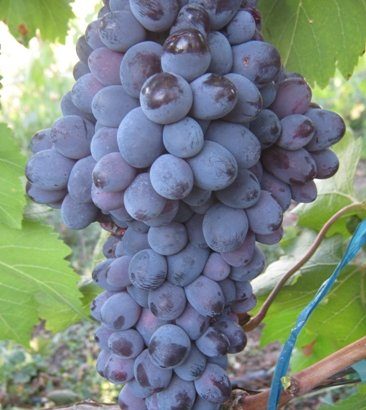 Виноград Богун