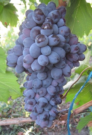 Виноград Богун
